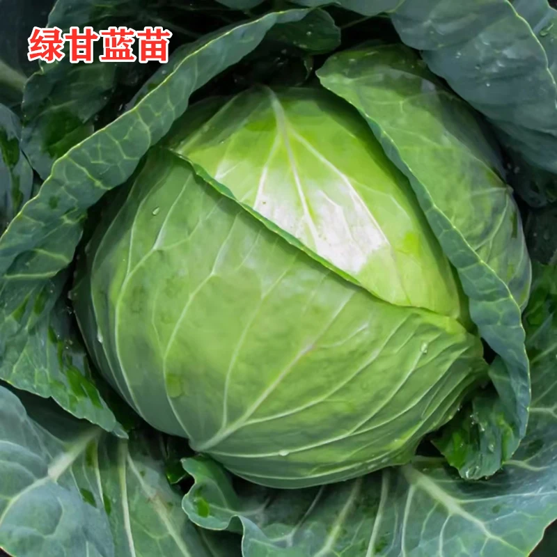 绿甘蓝苗包菜秧苗卷心菜幼苗大头菜牛心菜种春秋季盆栽高产蔬菜苗