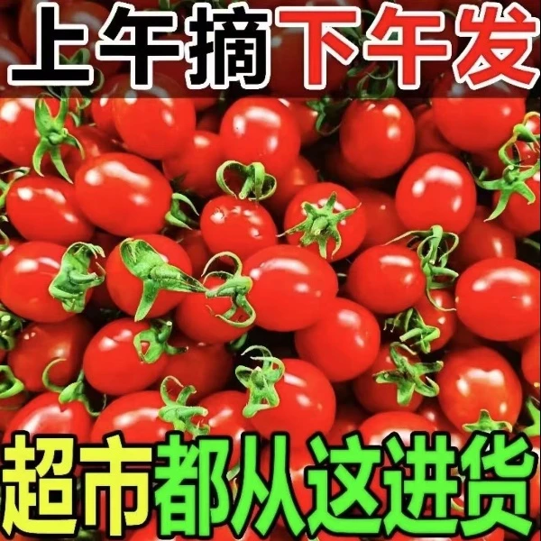 广西圣女果小番茄千禧小番茄孕妇水果应季新鲜水果自然熟酸甜爆汁