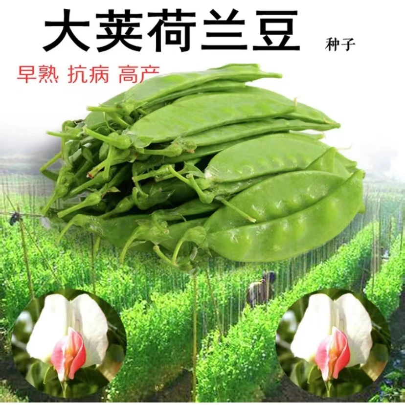 【拍2送1】荷兰豆种子甜脆大荚春秋种植种籽易种无纤维