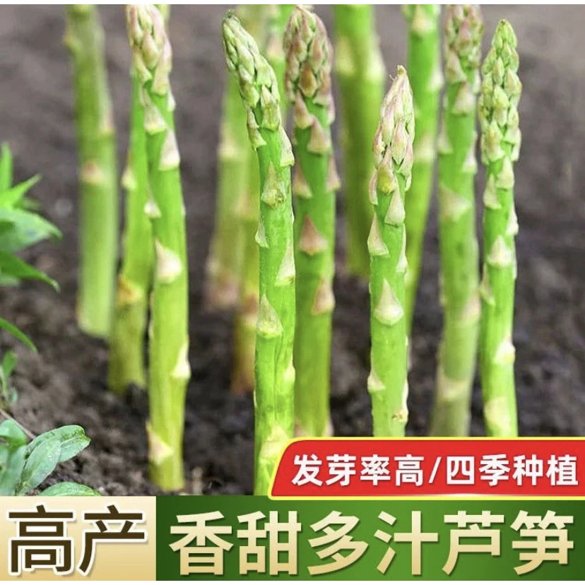 【拍2发3】芦笋种子多年生耐寒抗热蔬菜中阳台盆栽庭院地栽多级播
