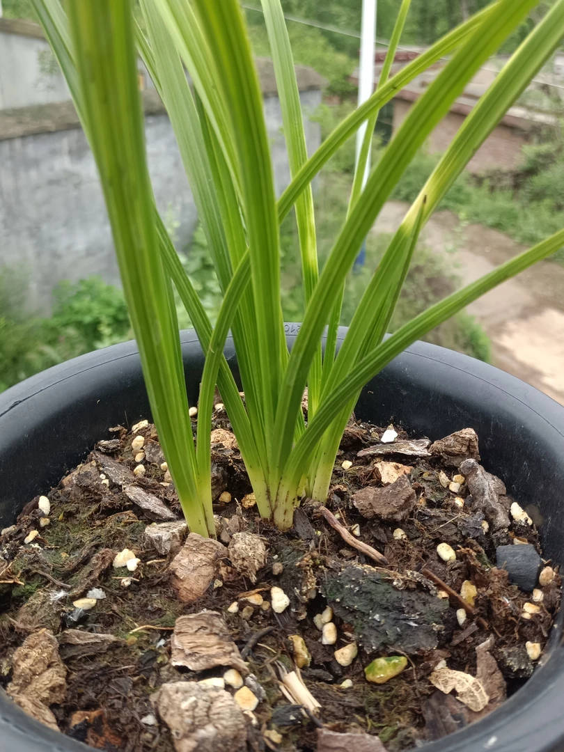 兰花蕙兰盆景草【一物一拍链接】