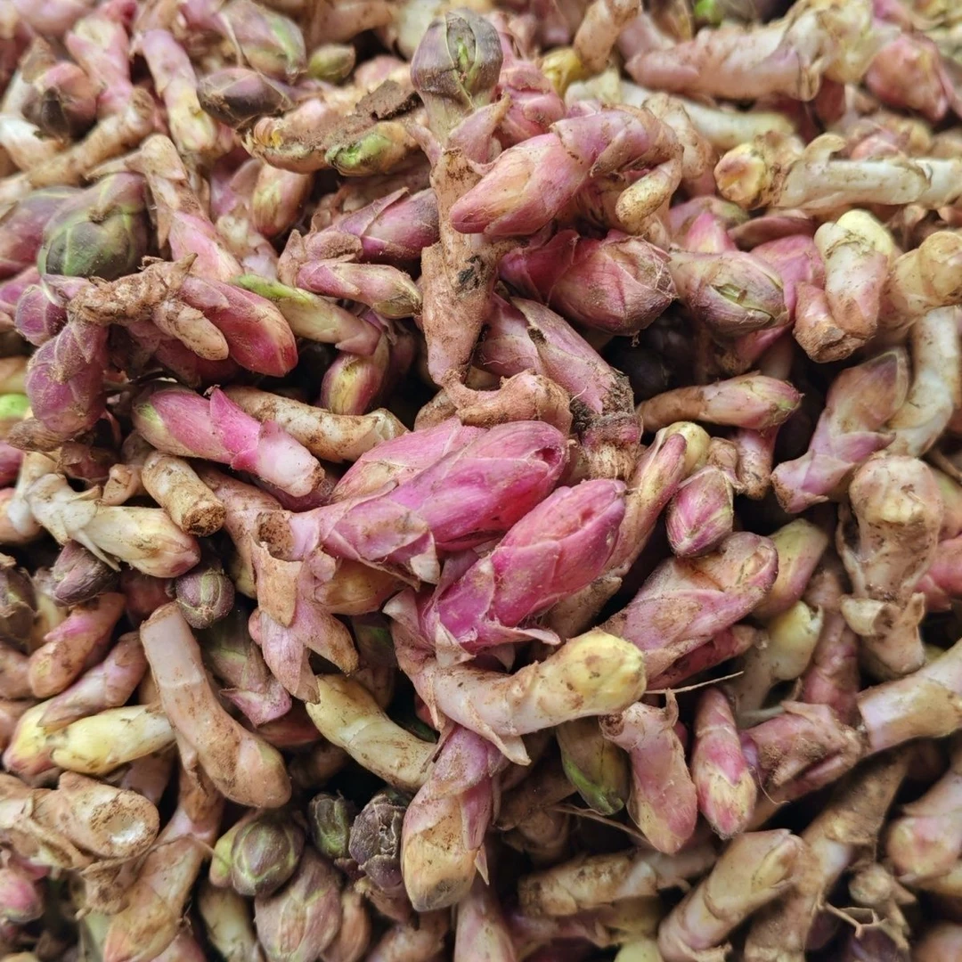 甘肃款冬花非种植款冬花50克～500克包邮