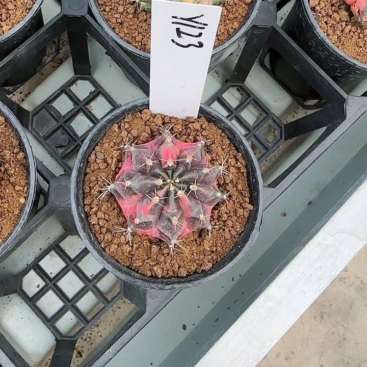 123-1028侧芽去脱土发