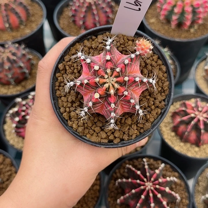 97-1005彩虹梦后代侧芽