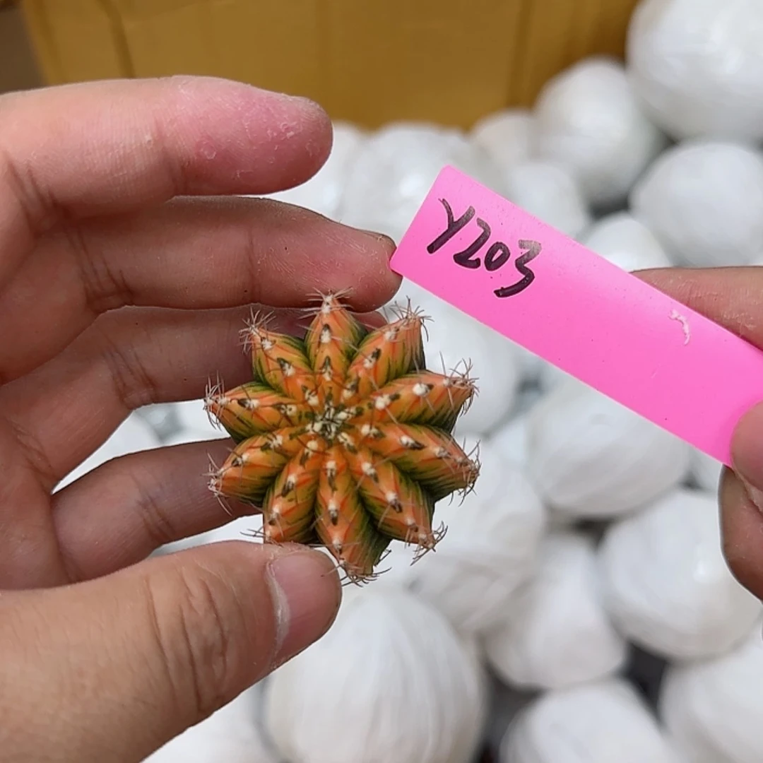 【闪购商品】203-0827