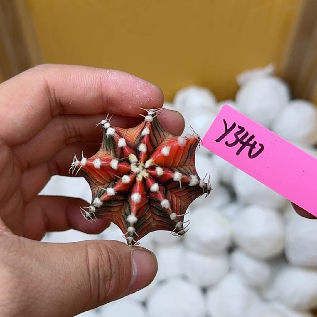 【闪购商品】340-0825