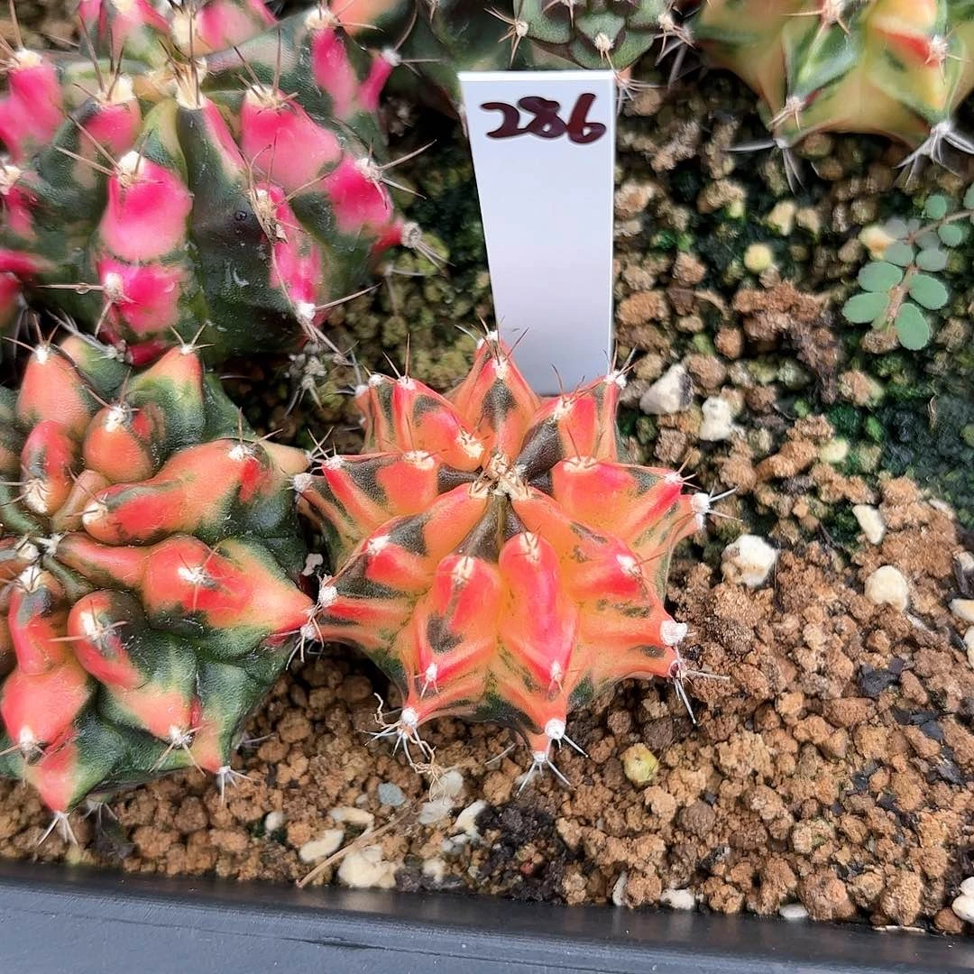 泰国米哈286-0921