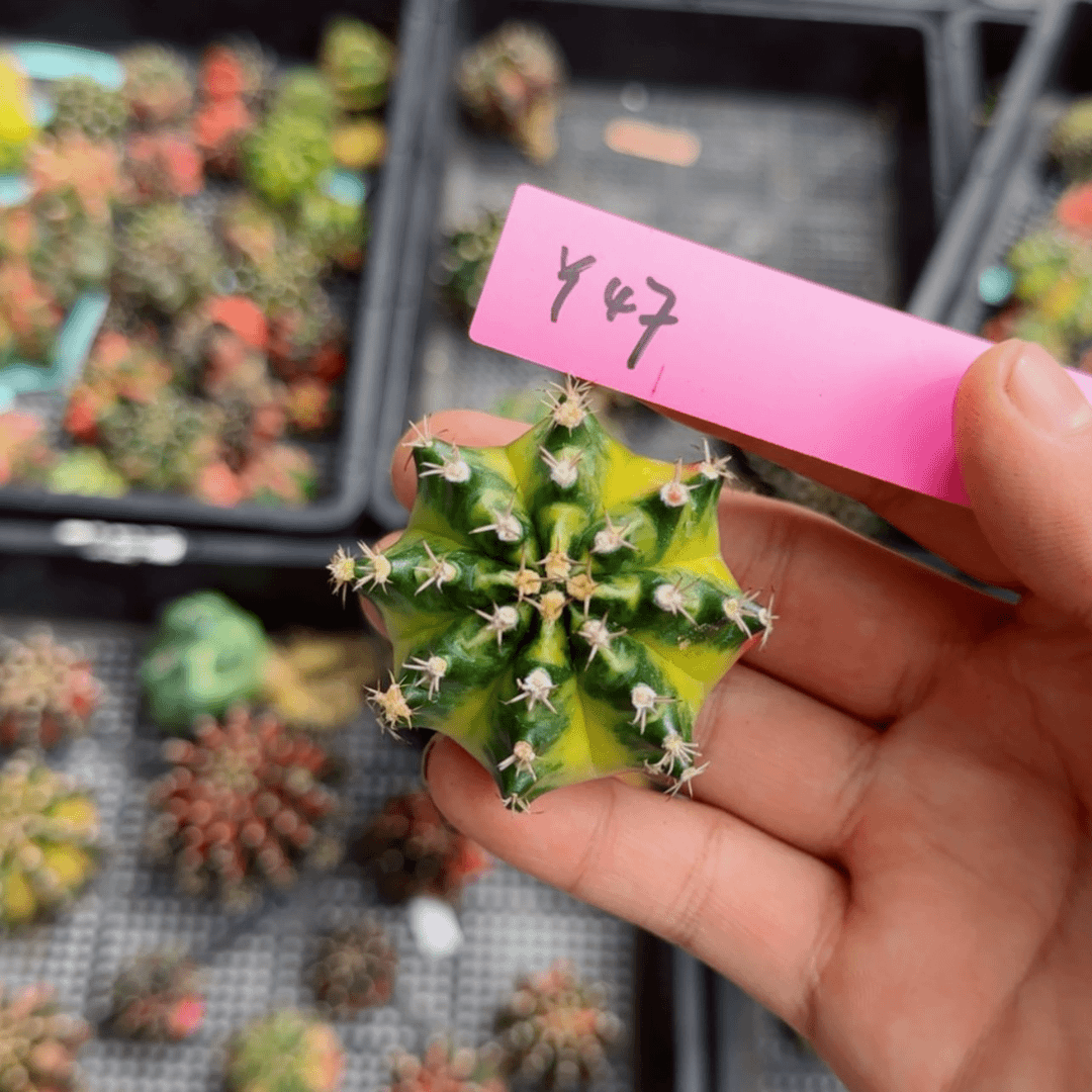 【闪购商品】红陶20CM（含）-50CM（不含）47-0730