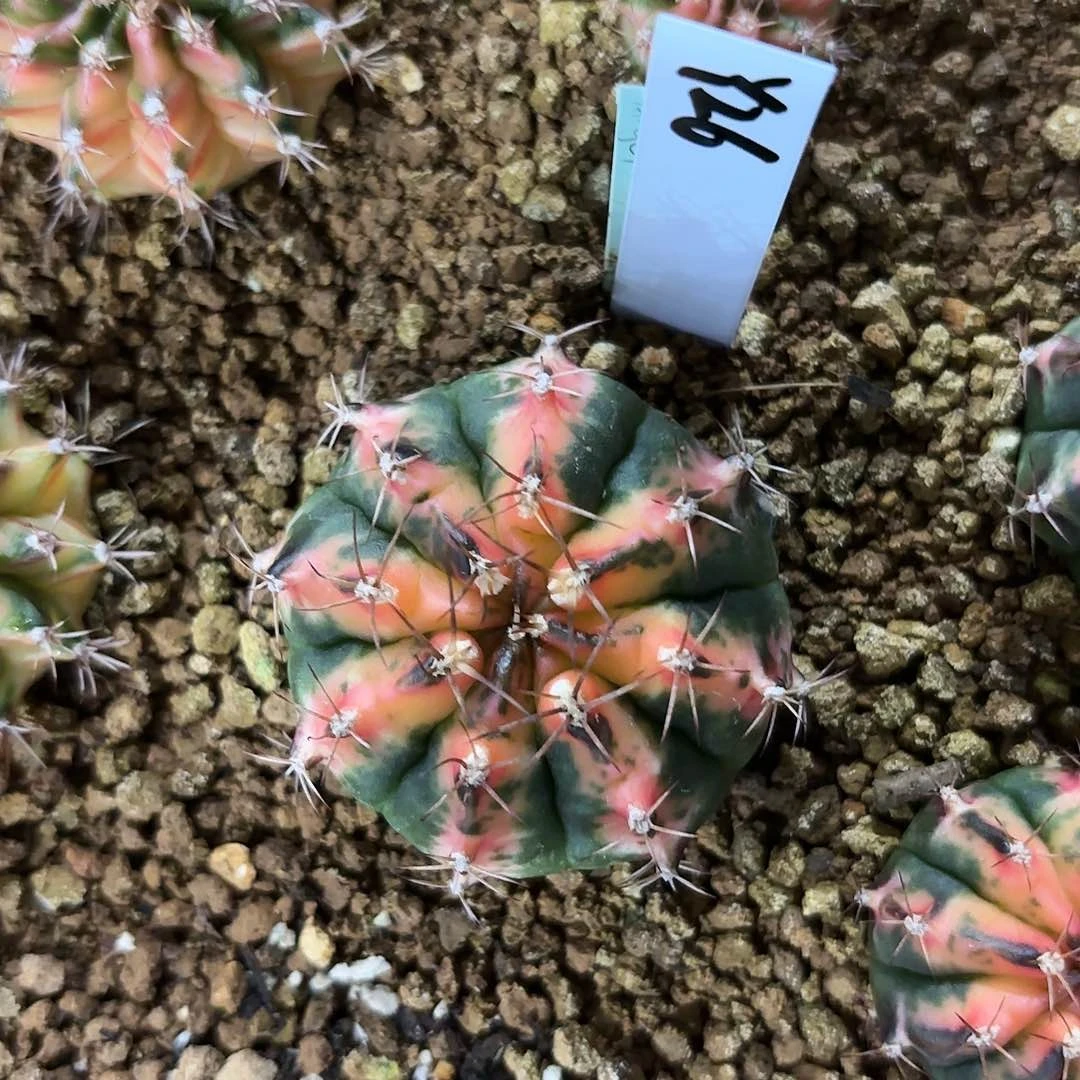 红陶20CM（含）-50CM（不含）泰国米哈26-0816