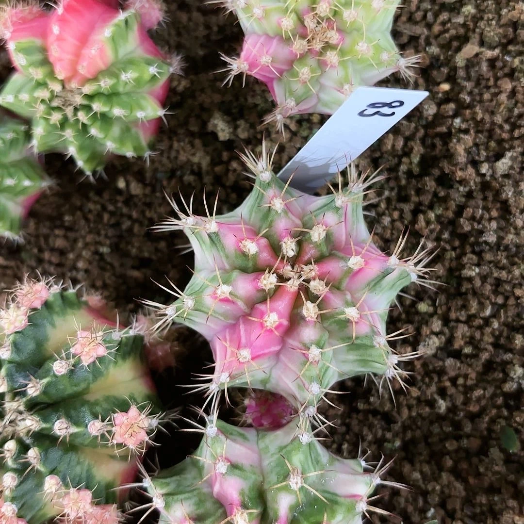 红陶20CM（含）-50CM（不含）泰国米哈83-1015