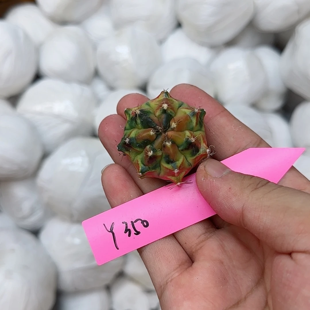 【闪购商品】350-0827