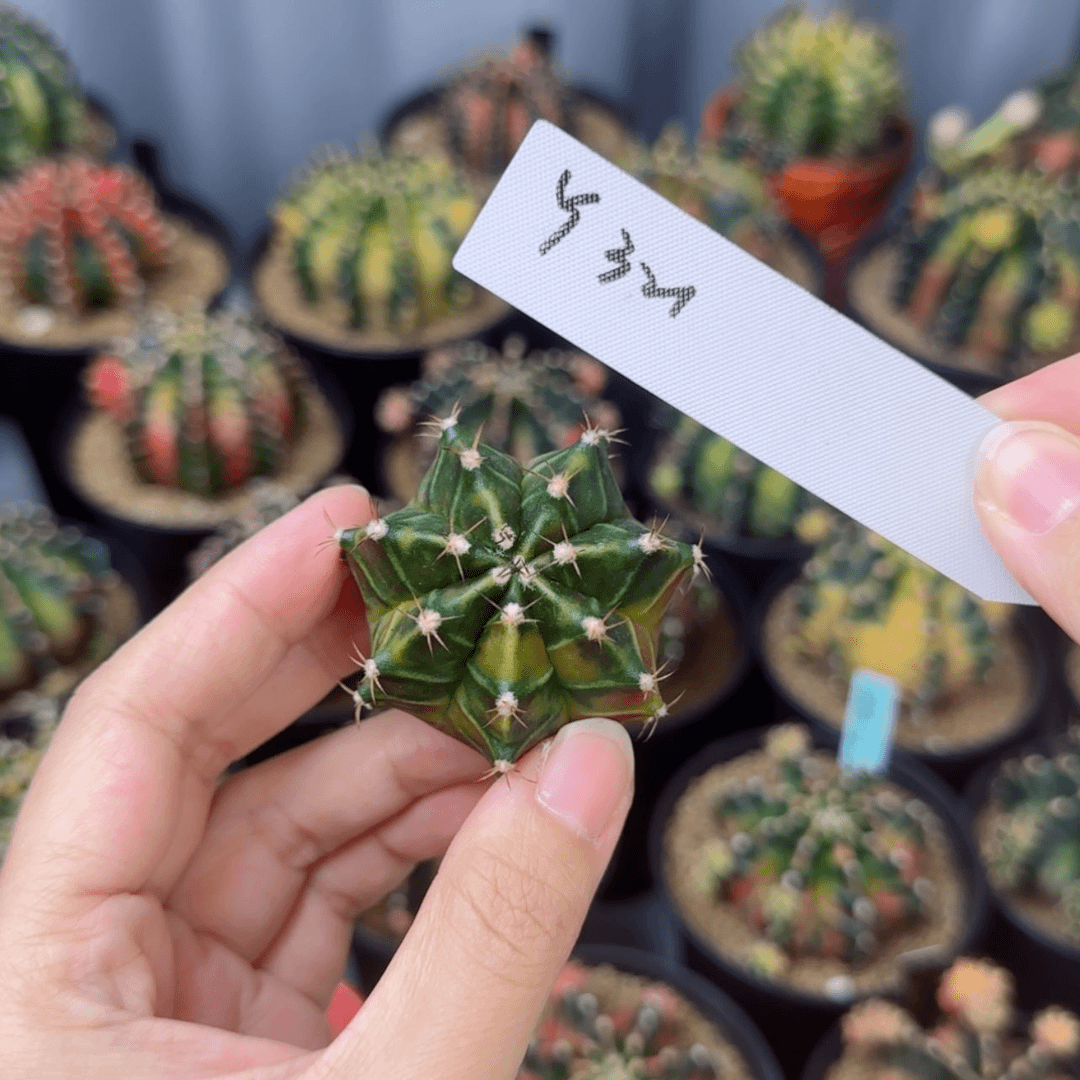 【闪购商品】红陶20CM（含）-50CM（不含）321-0723