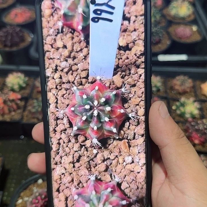 66-1024sos泰国发货多肉