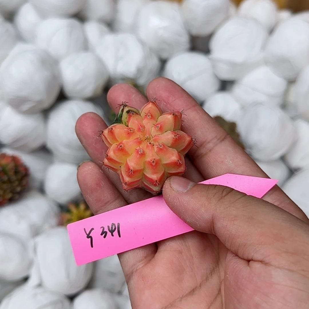 【闪购商品】灶*341-0824