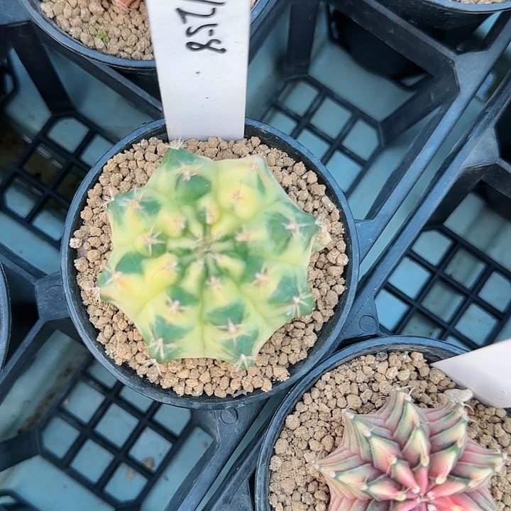 特**师258-1020脱土发脱土发