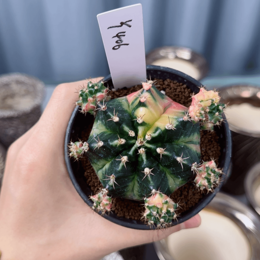 【闪购商品】406/0725