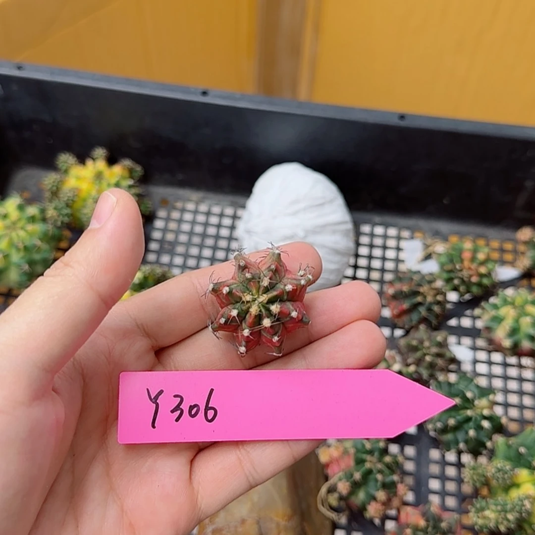 【闪购商品】建****梯306/0819