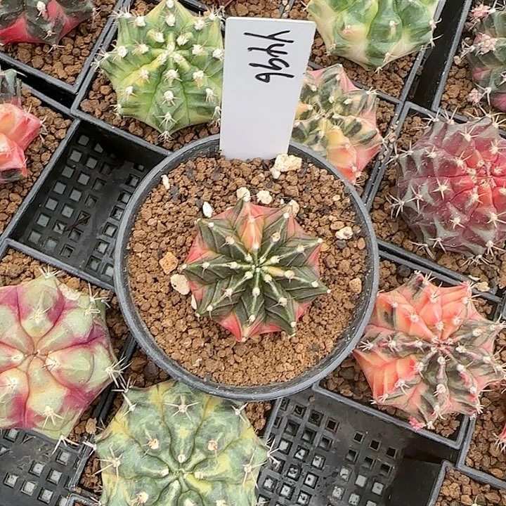 496-1110黑暗之眼脱土发