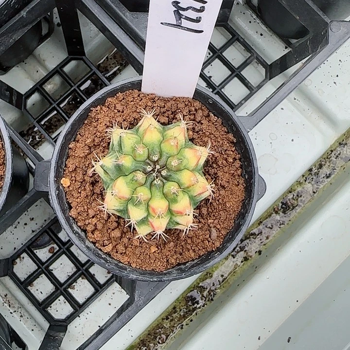 321-1026拿波里艺术脱土发