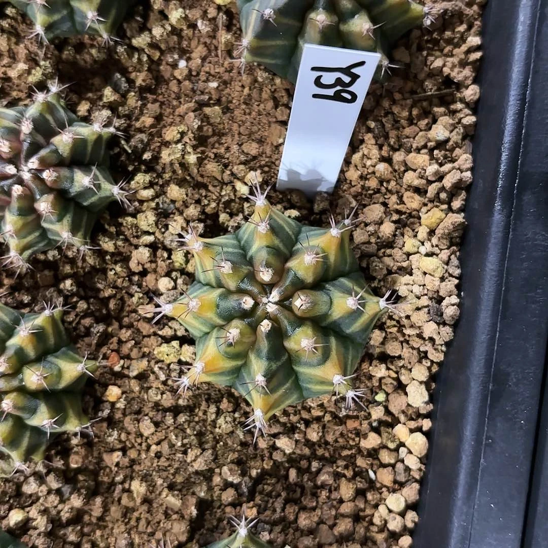 红陶20CM（含）-50CM（不含）泰国米哈39-0816