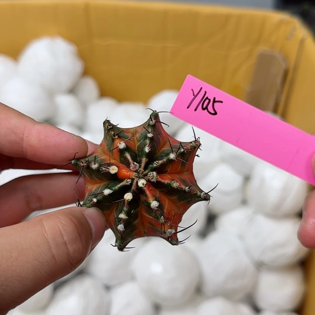 【闪购商品】105-0824