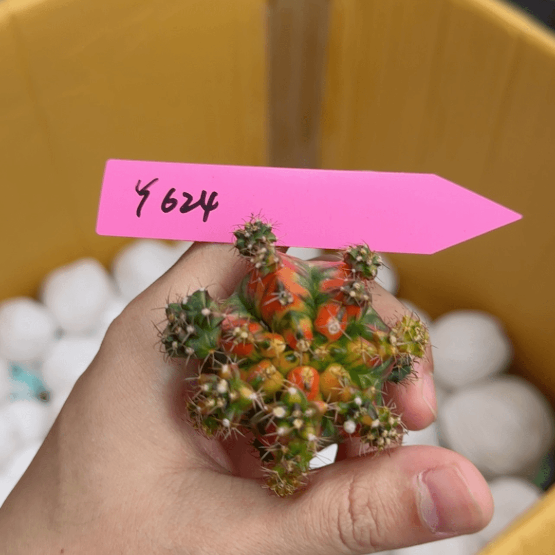 【闪购商品】624/0728