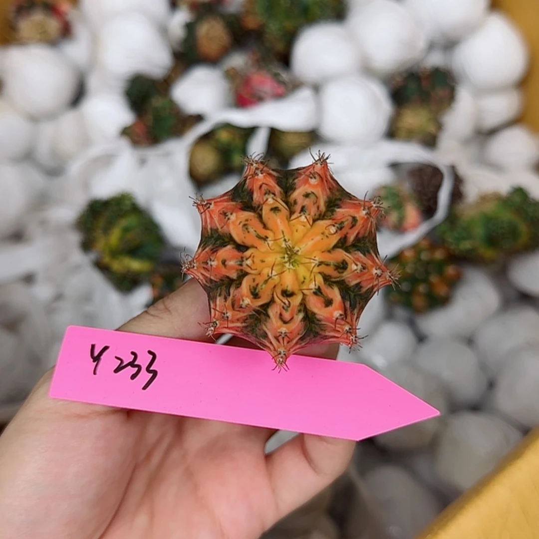 【闪购商品】红陶20CM（含）-50CM（不含）233/0816