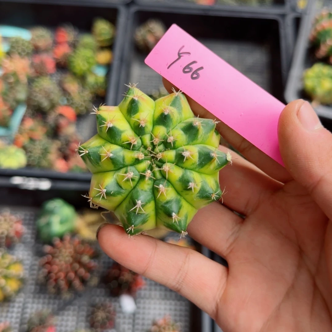 【闪购商品】红陶20CM（含）-50CM（不含）66-0730