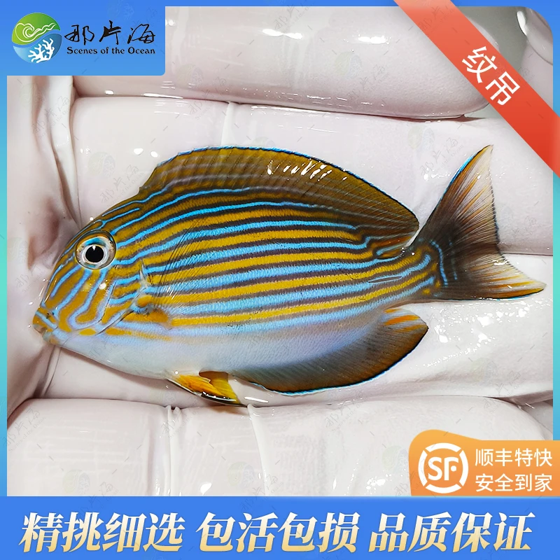 纹吊   海水鱼   观赏鱼（售后 拍开箱视频）