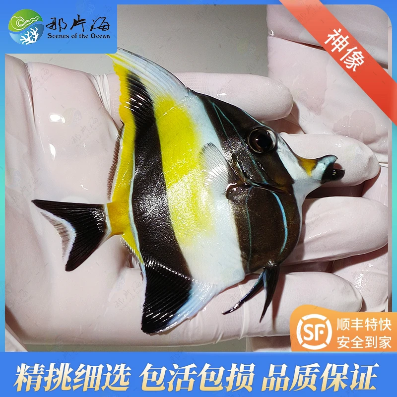 神像 海水鱼 观赏鱼(售后 拍开箱视频)