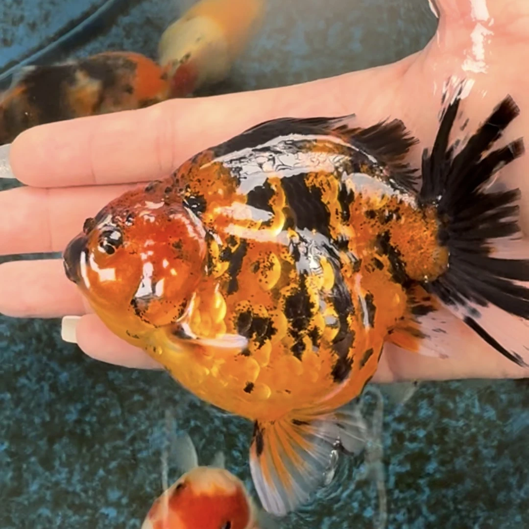 精品亚成短尾将军狮