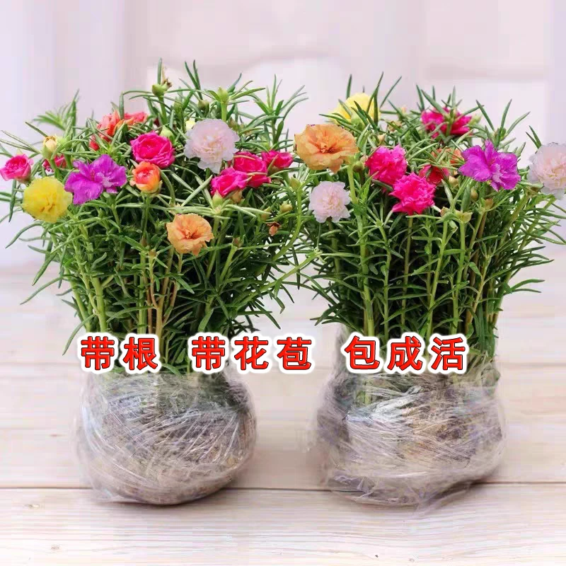 宿根重瓣太阳花多色枝条