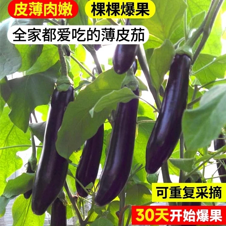 高产茄子秧苗紫长茄子苗黑长茄苗杭茄苗紫圆茄苗青茄苗白茄苗盆栽