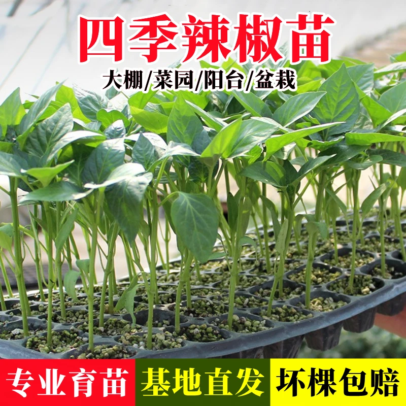 【高产辣椒苗】四季辣椒苗带根尖椒微辣特辣朝天椒螺丝椒地栽盆栽
