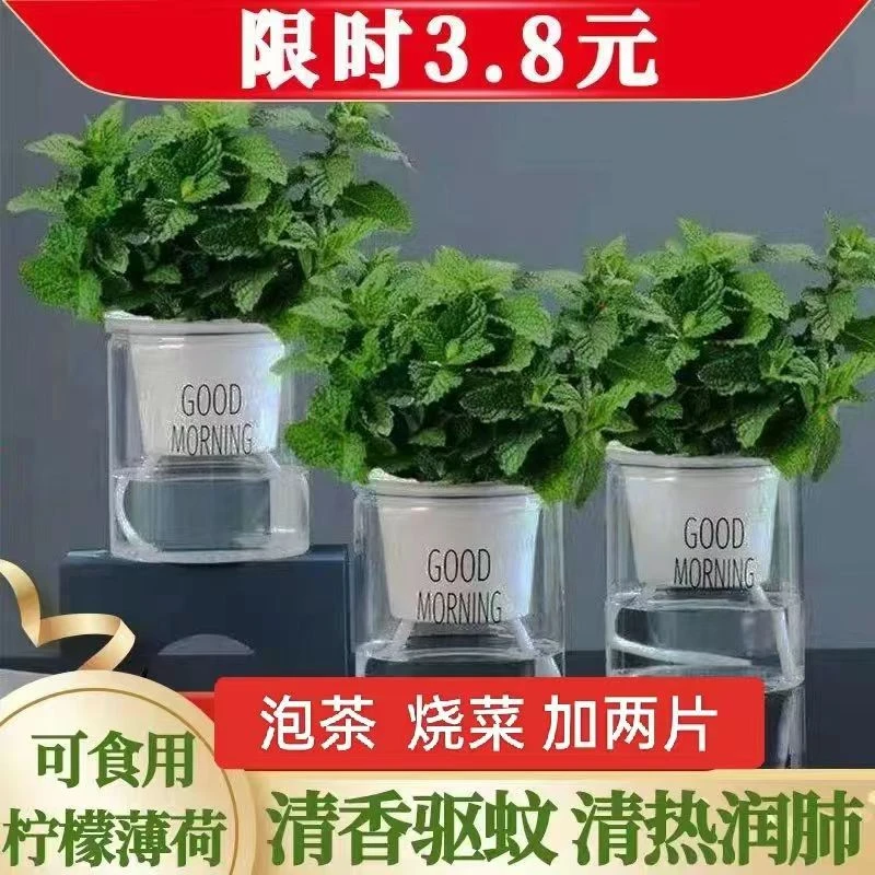 薄荷盆栽水培绿植四季常青好养易活猫薄荷驱蚊植物水培植物盆栽