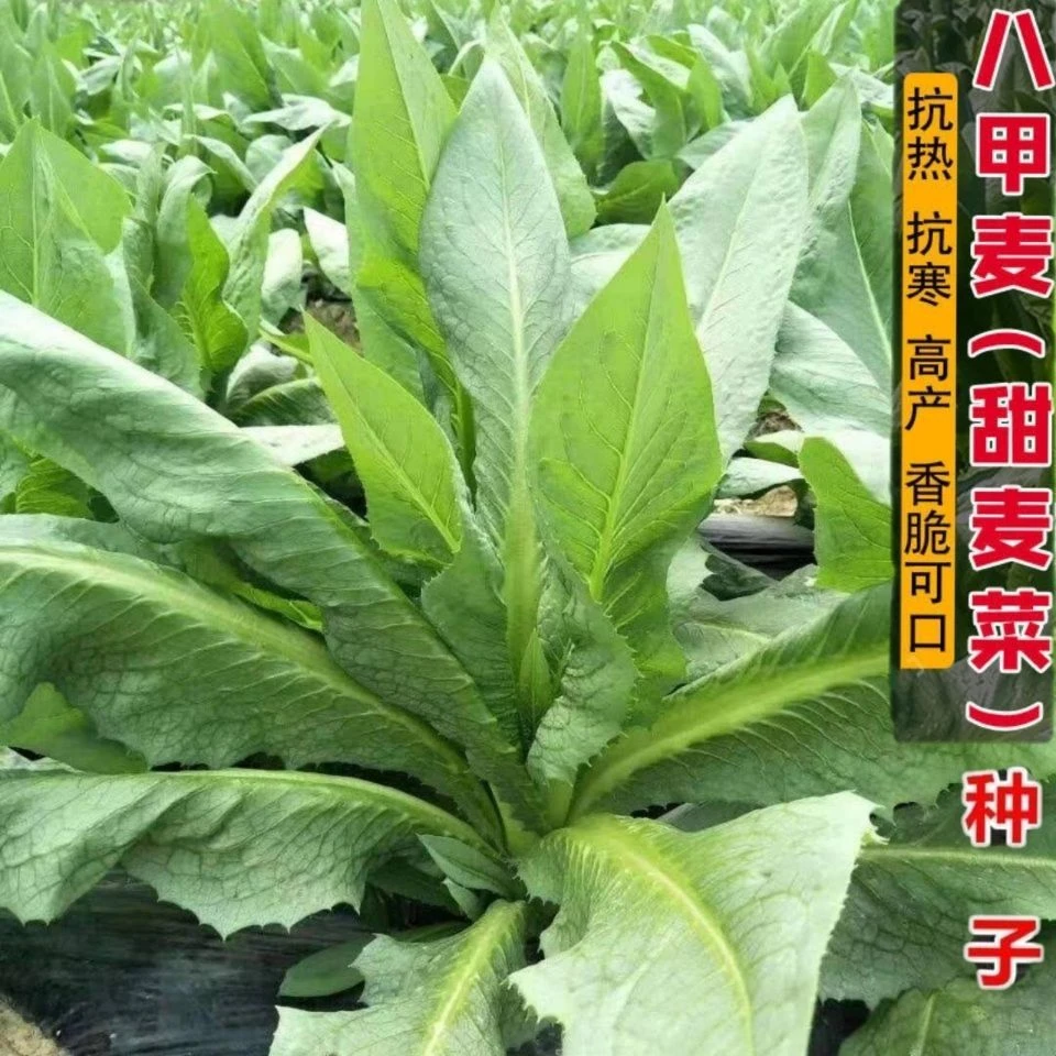 【八甲麦甜麦菜种子】广东农家油麦菜苦麦菜种籽春秋四季蔬菜种孑