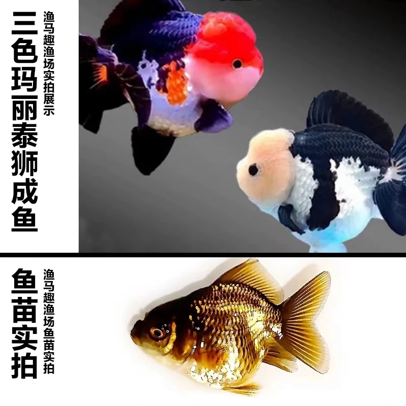 三选精品玛丽鱼苗4-5公分8条(包运费)
