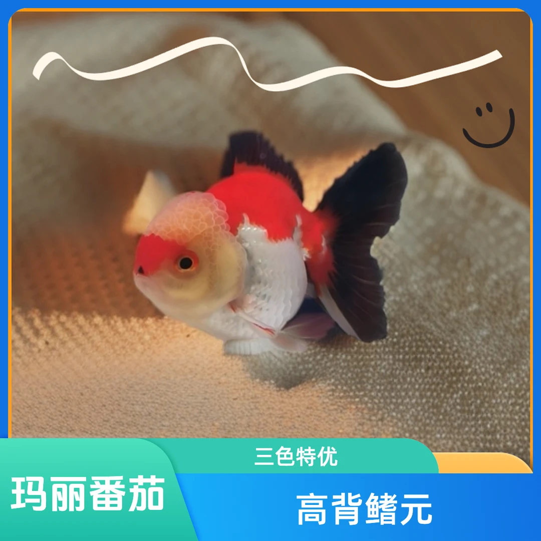 三色玛丽原泰F1高背鳍元宝体大头瘤