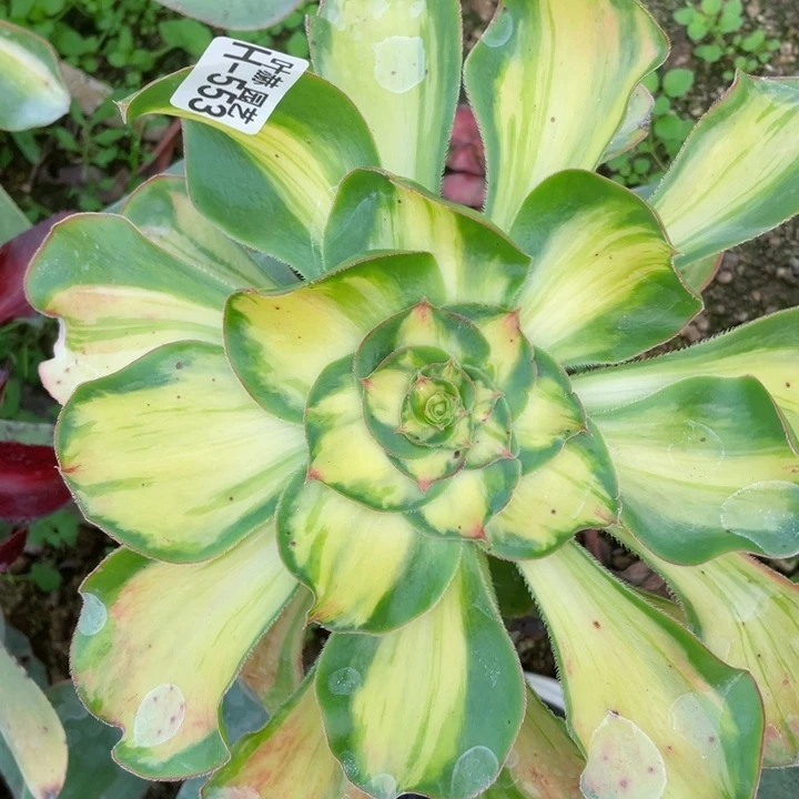 553暴君宽锦嫁接多肉12345678