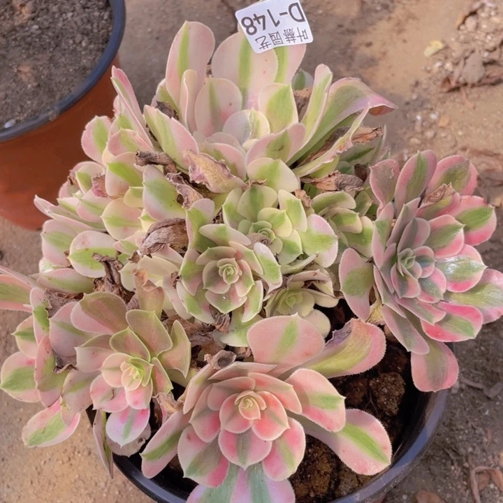 148女巫多肉12345678