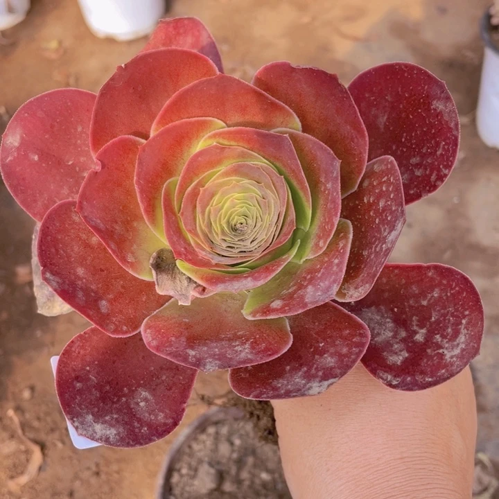 70魅金多肉112345678