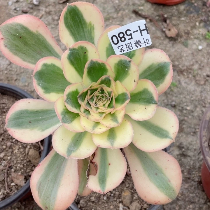 580艳资多肉12345678