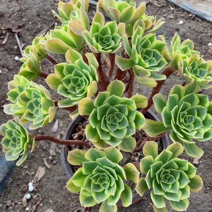 762清梦多肉12345678