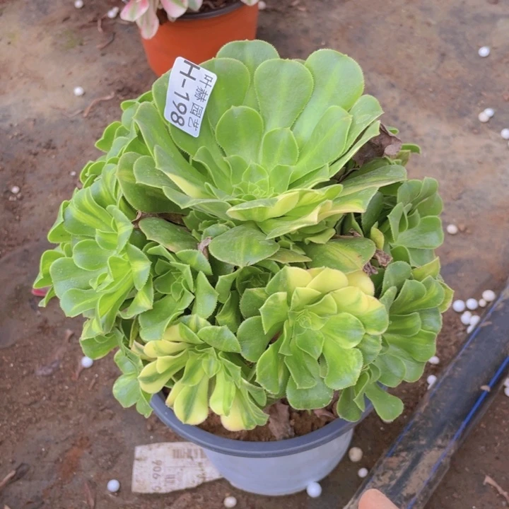 198夜光杯多肉12345678