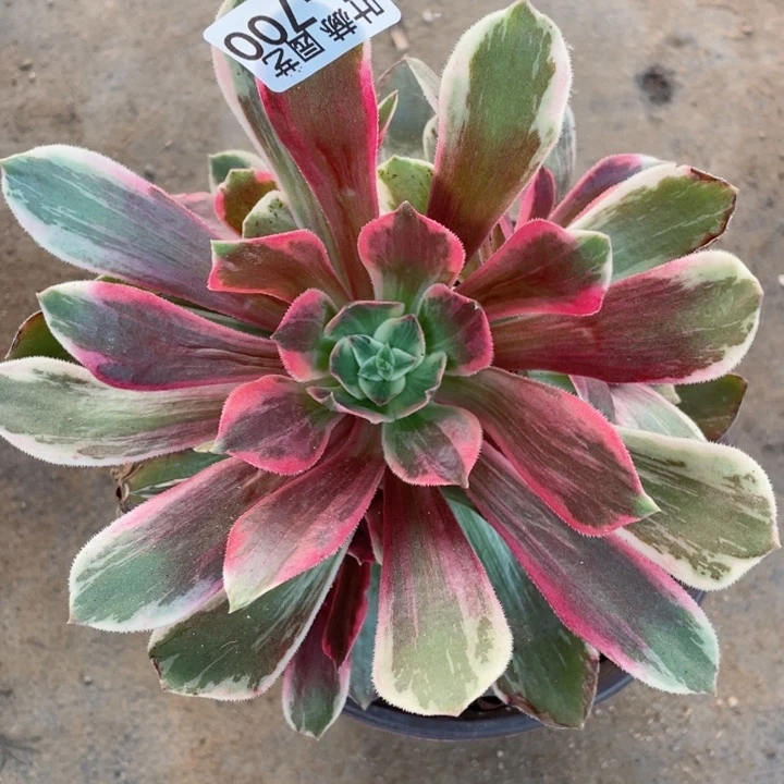 700浣纱多肉1，12345678