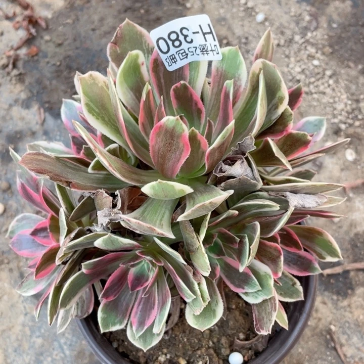 380浣纱多肉12345678