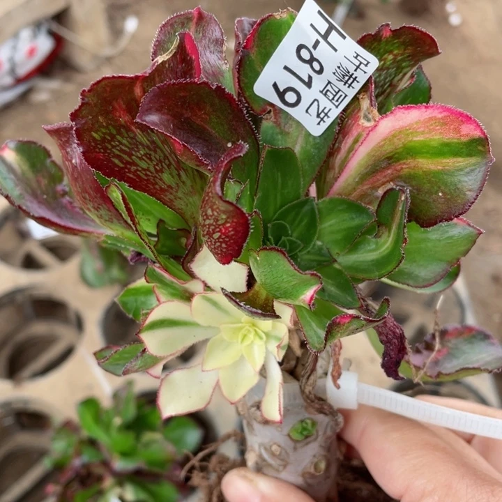 819魅影七彩嫁接有砍多肉12345678