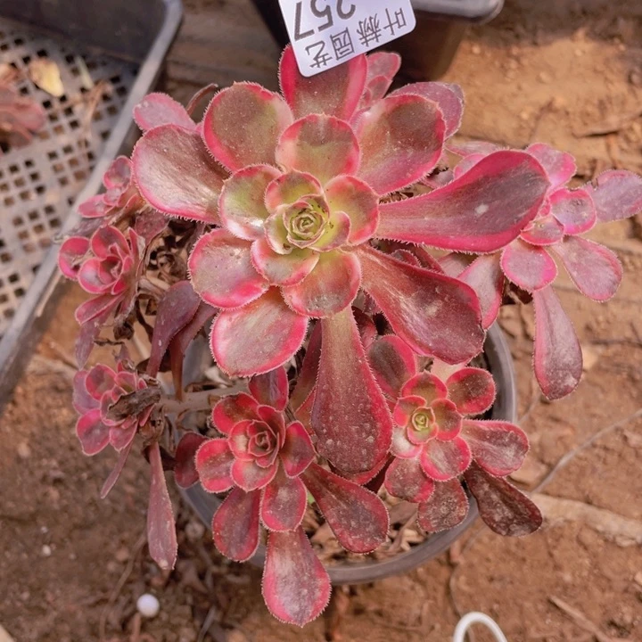 257香多肉12345678