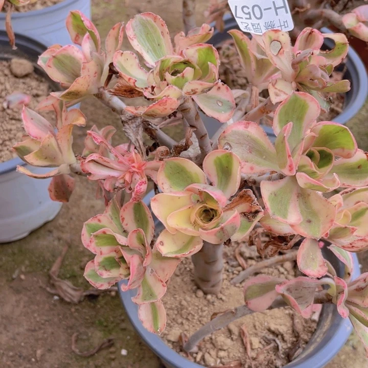 57艳资有砍多肉12345678