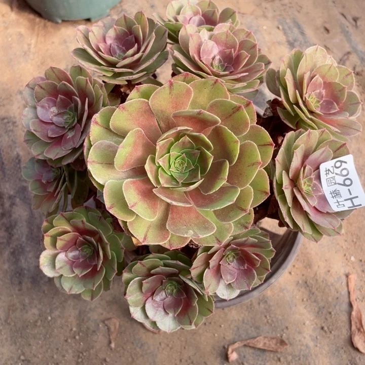 669万拉丝多肉12345678